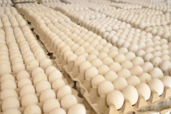 Asohuevos pide revocar la resolución que prohíbe exportar huevos a Haití por 15 días