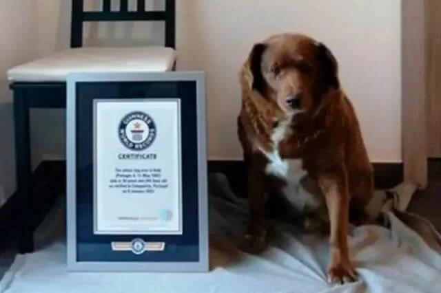 Perro con 30 años fue reconocido como el más viejo del mundo por Record Guiness