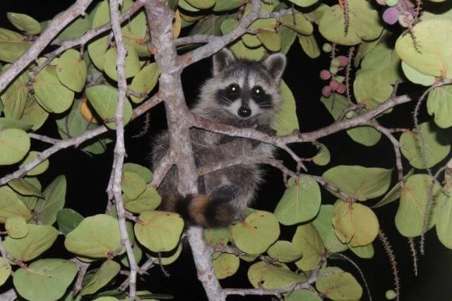 Medio Ambiente llama a entregar voluntariamente mapache aparecido en Cristo Rey