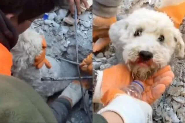 Rescatan a un perro con vida de entre los escombros en Turquía