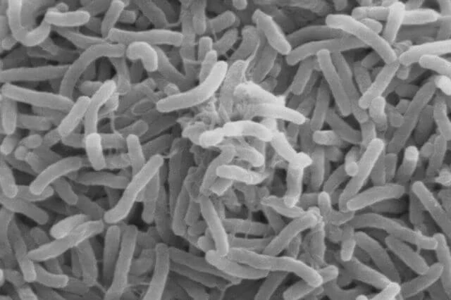 OMS alerta sobre el aumento de la tasa de mortalidad en los brotes de cólera