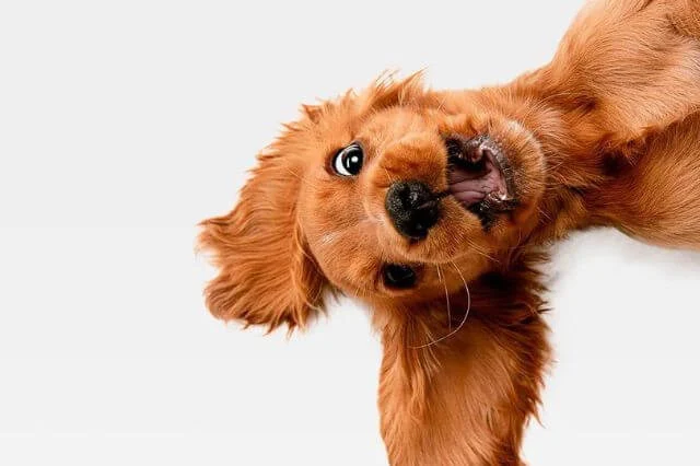 Ley de protección animal multará con hasta 10.000 a quien se le escape el perro y no lo denuncie