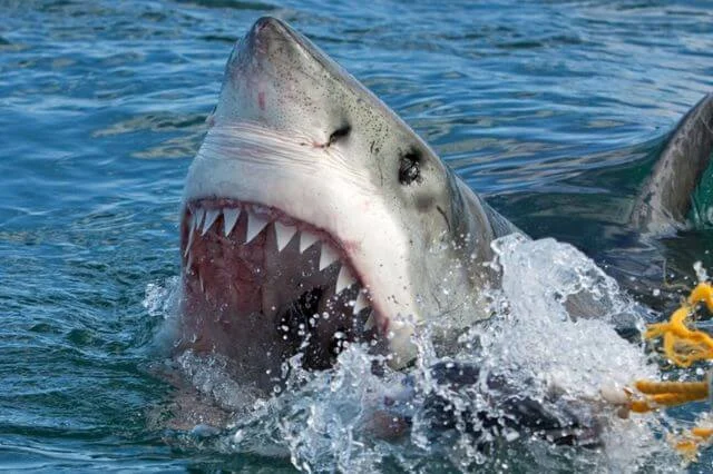 Dos adolescentes mutilados tras ataques de tiburones en Brasil