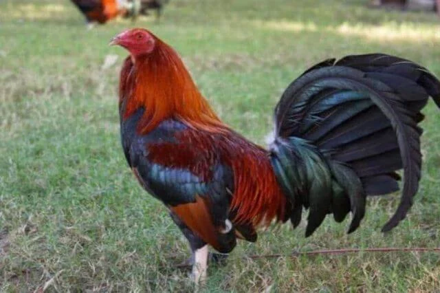 Hombre mata a otro tras discusión por un gallo de pelea en San Pedro de Macorís
