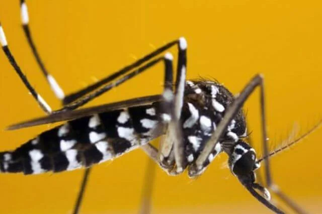 Argentina se pregunta cómo hacer frente al avance del dengue