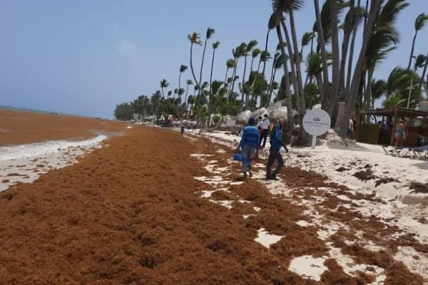 <strong>Usarán sargazo para producir energía en RD</strong>