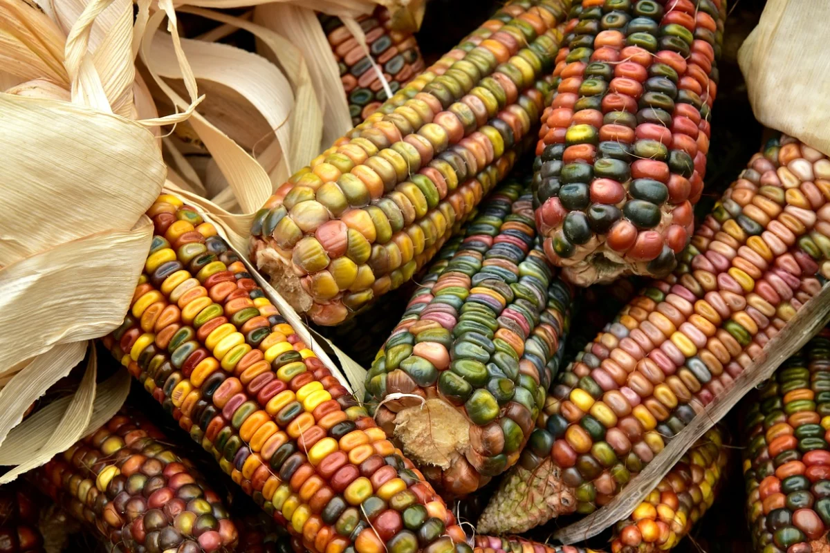 Un tercio de la agricultura está en zonas de prioridad para conservar la biodiversidad