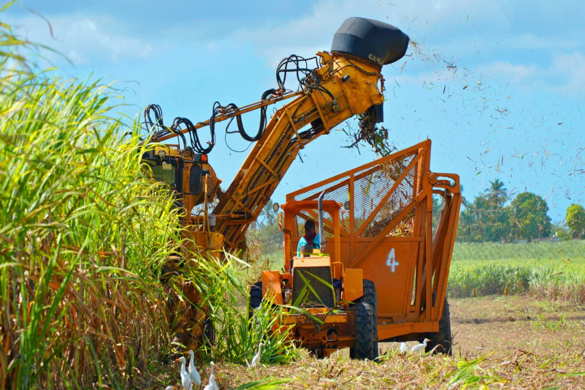 Central Romana informa zafra 2022-2023 fue inferior a la anterior en un millón de toneladas por causa de la sequía