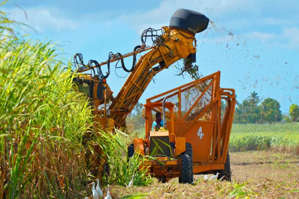 Central Romana informa zafra 2022-2023 fue inferior a la anterior en un millón de toneladas por causa de la sequía