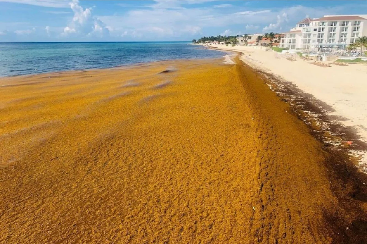 Hedor por descomposición de sargazo afecta alrededores del Malecón