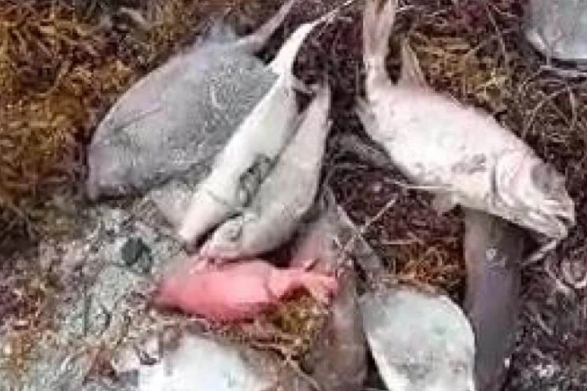 Piden investigar muerte masiva de peces en Azua