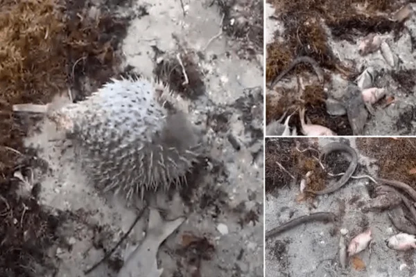 Academia de Ciencias pide a Medio Ambiente investigar muerte decenas de peces en Azua