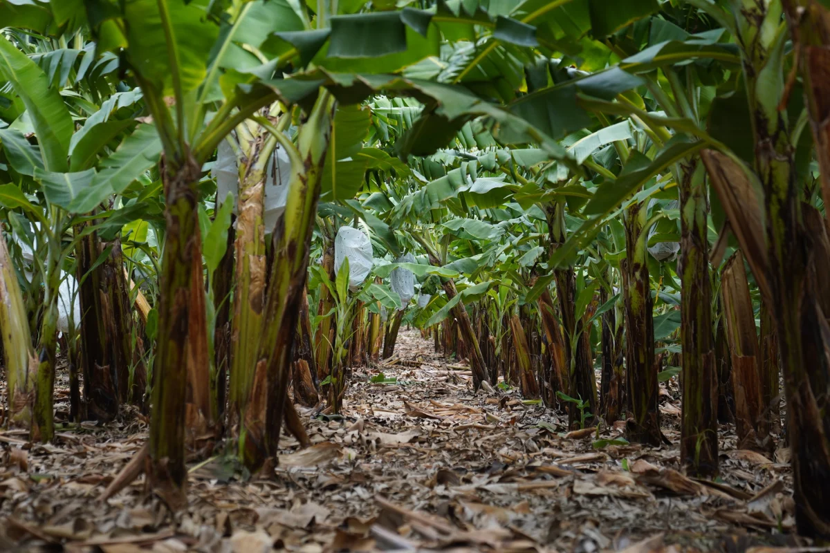 Evalúan impacto en cultivos y caminos vecinales tras el paso de la Tormenta Franklin