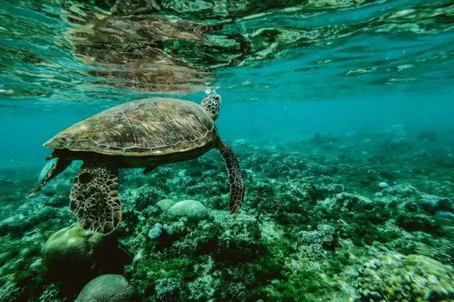 UNESCO insta introducir Cultura Oceánica en escuelas