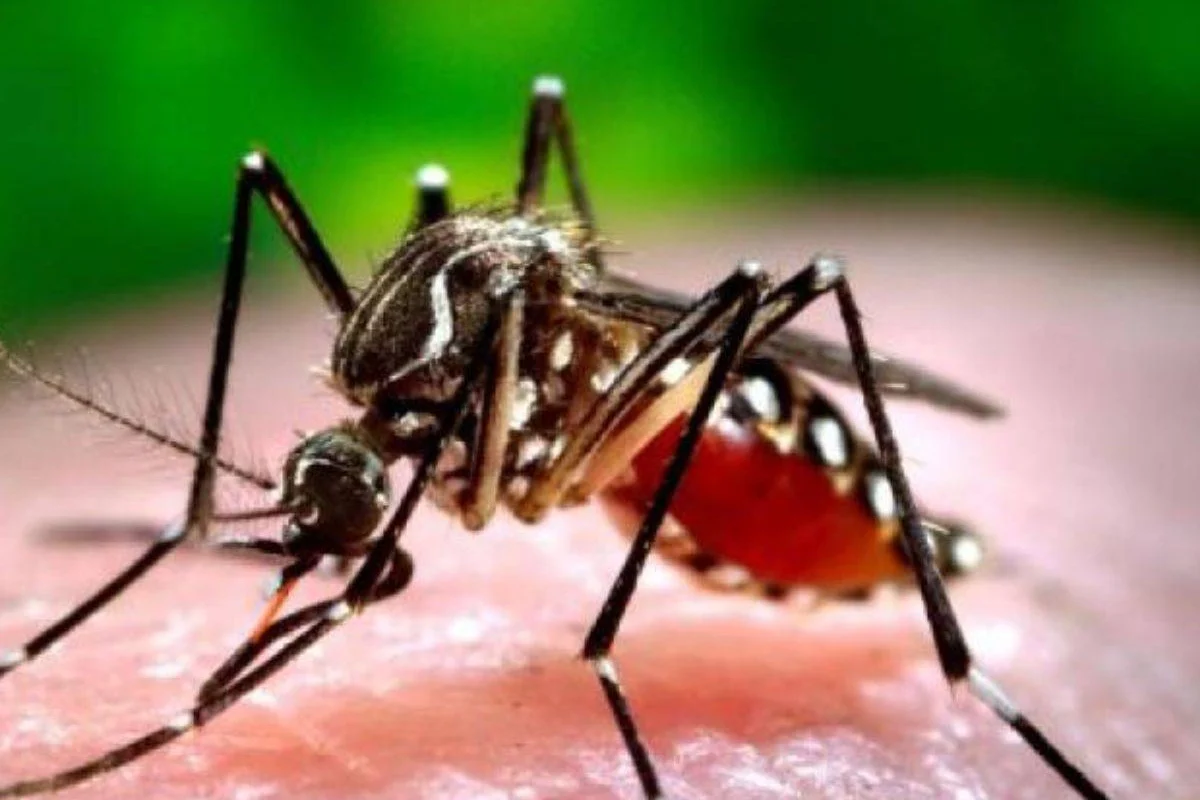 Niña de seis años fallece por dengue, padres alegan negligencia médica