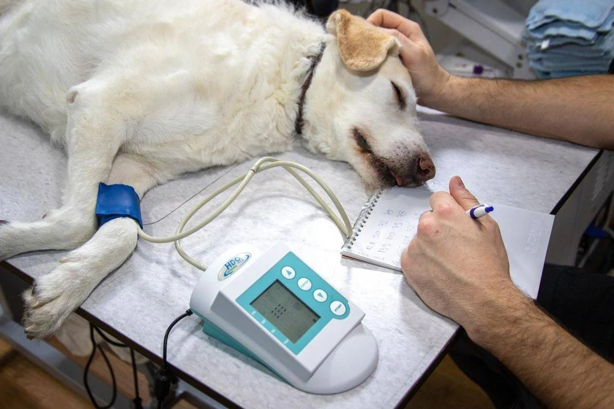 Enfermedad respiratoria en perros genera preocupación en varios estados de Estados Unidos