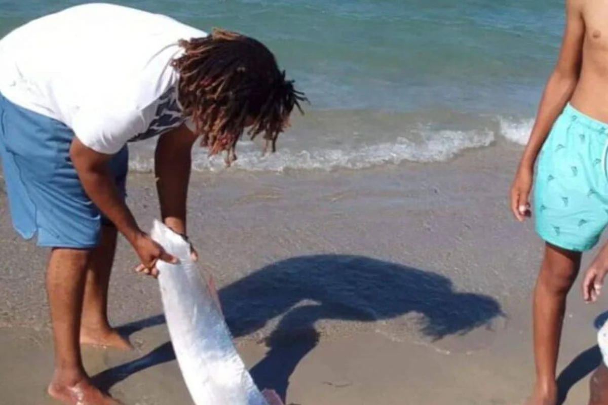 El pez que «predice terremotos» aparece en playa de Montecristi
