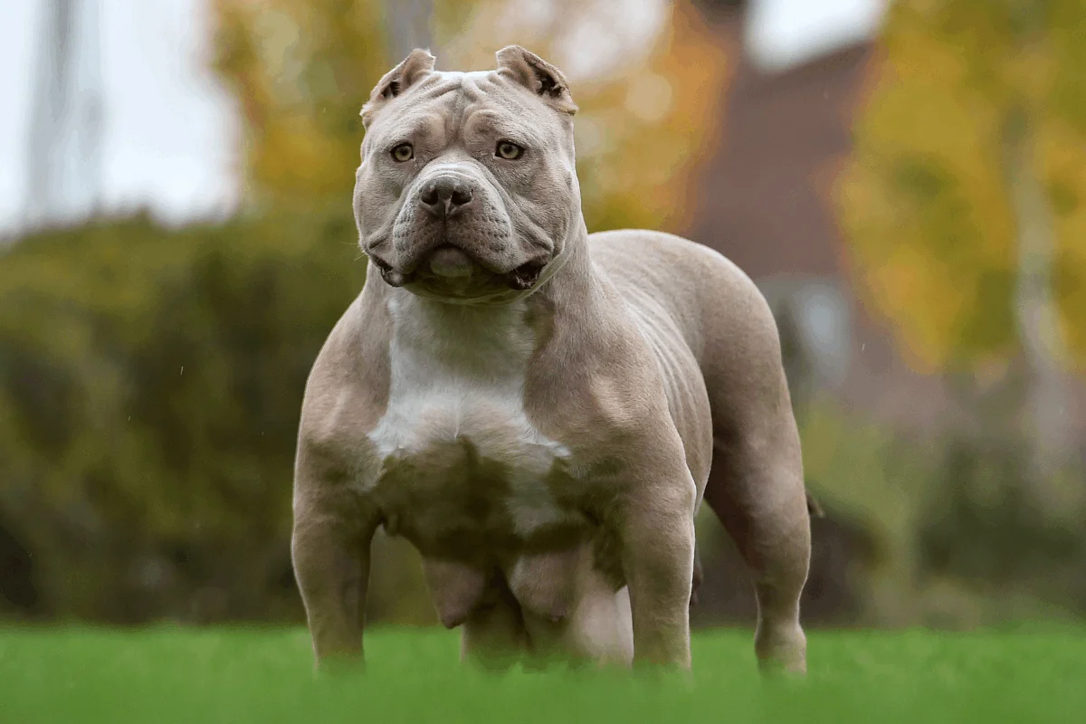 Más de 300 puntos recibe adolescente tras ser atacado por pitbull en Azua