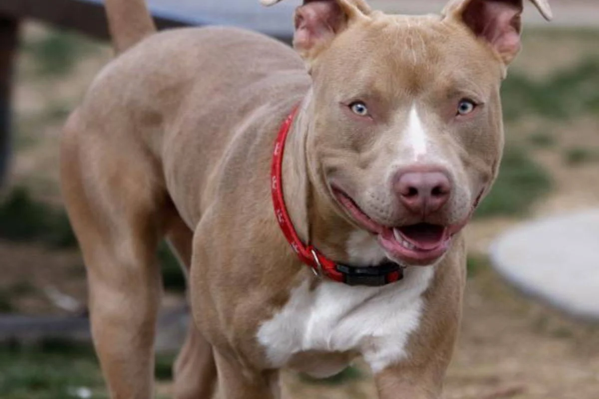 Tercer ataque de pitbull en 10 Días: niño herido en Santo Domingo Norte