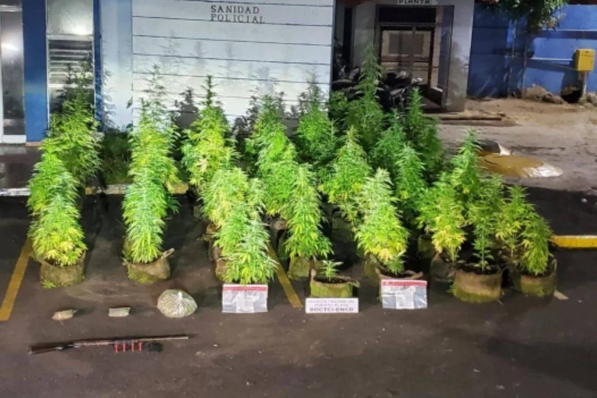 Marihuana