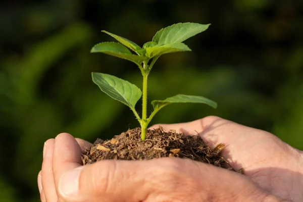 Día Mundial del Árbol