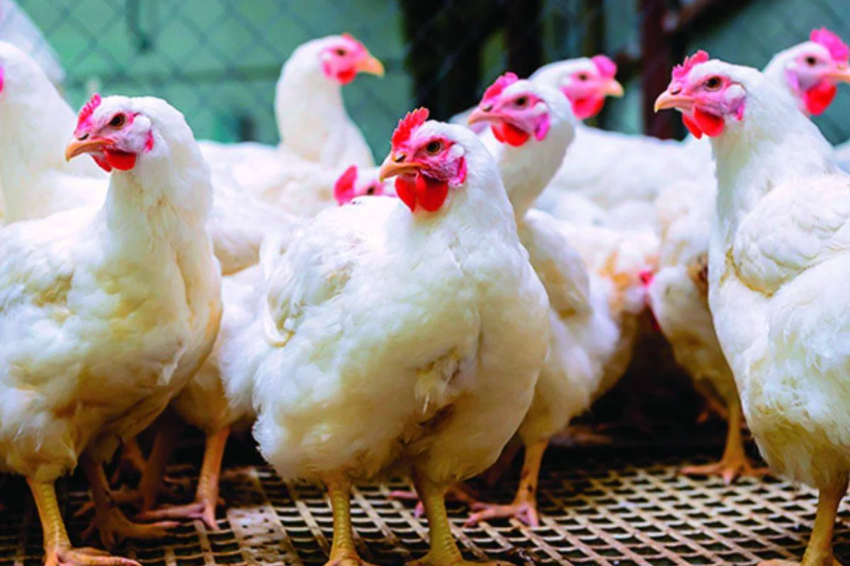 No hay escasez de pollos, solo incertidumbre en el mercado, afirma Fernando Durán