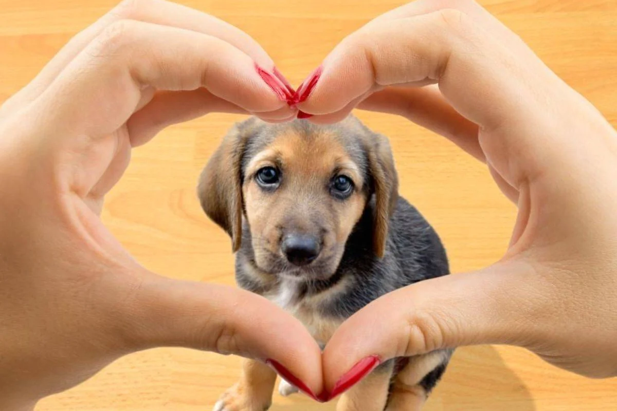 Día Mundial del Perro: ¿Donde adoptar en RD?