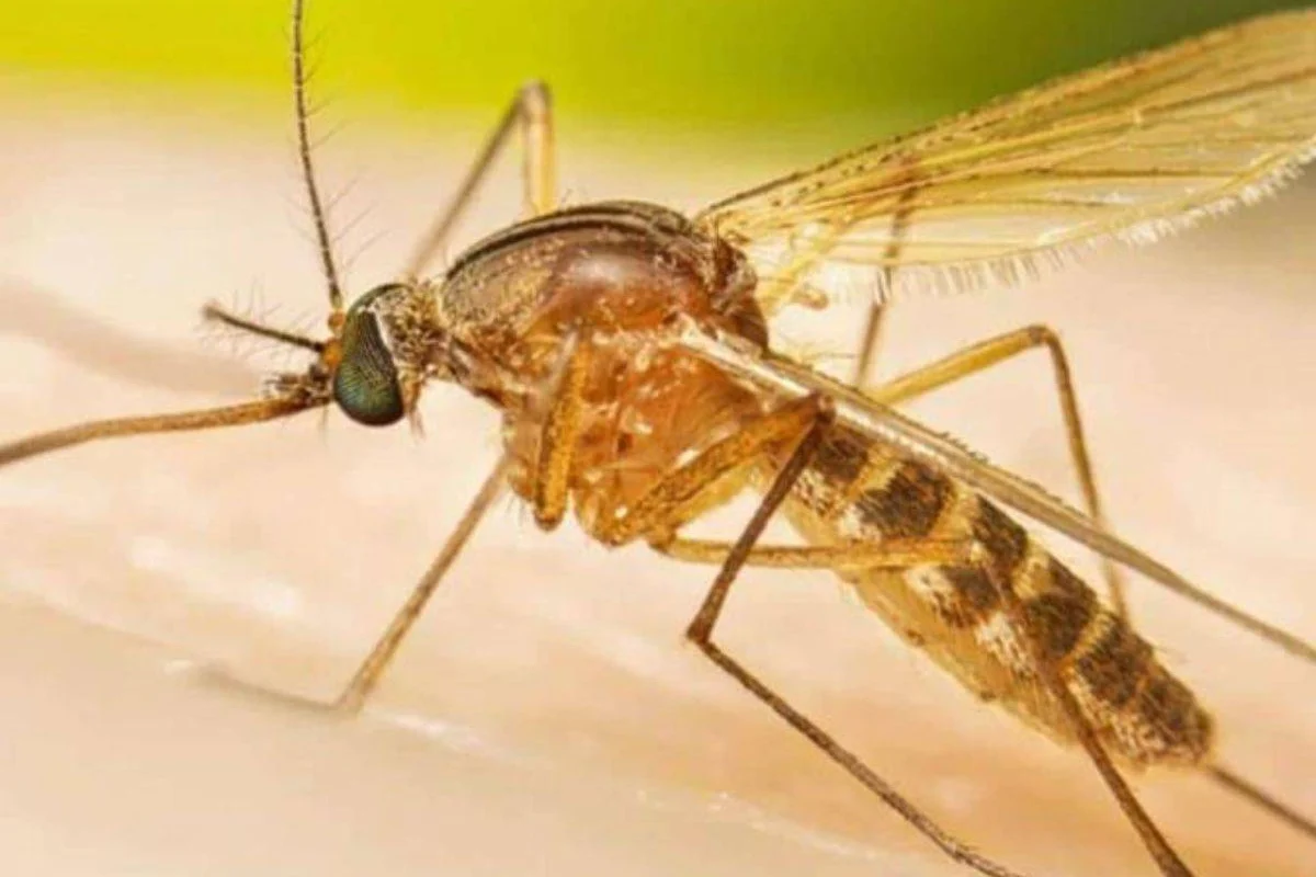 Salud Pública intensifica vigilancia ante posible llegada del virus de Oropouche