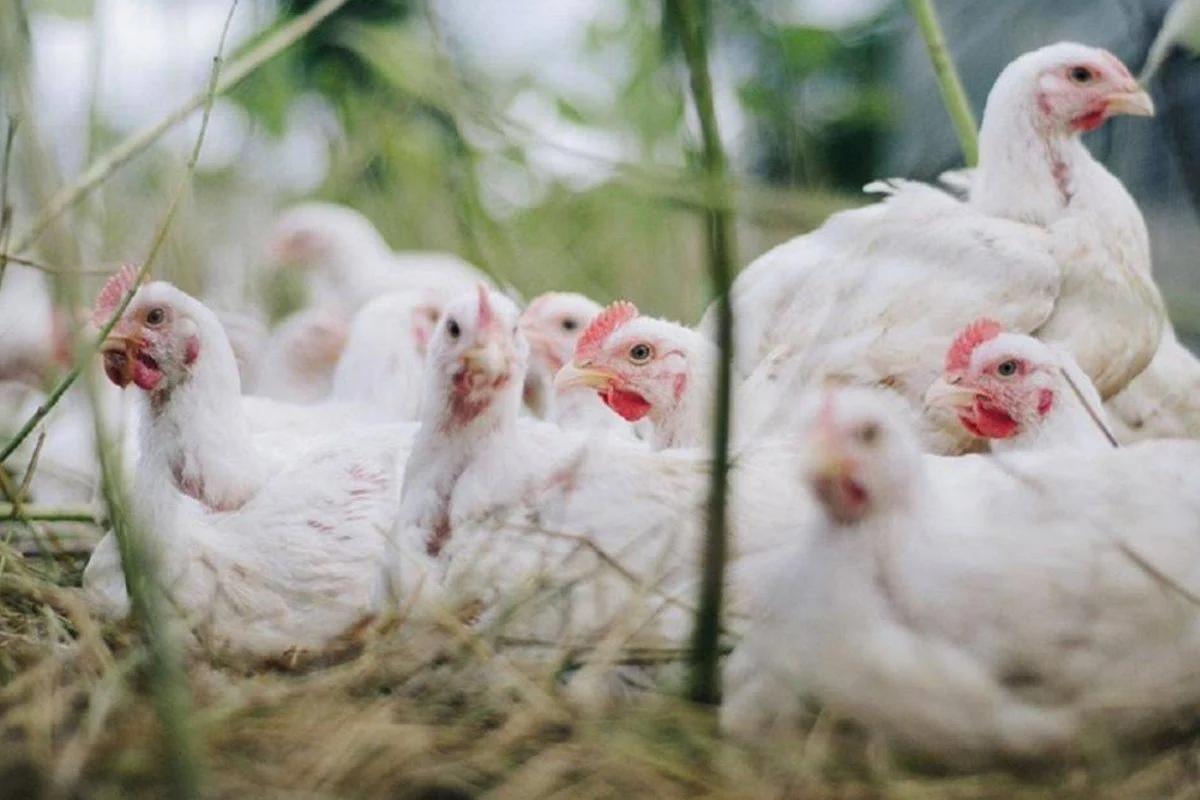 Estados Unidos reporta su primer caso de gripe aviar sin contacto con animales