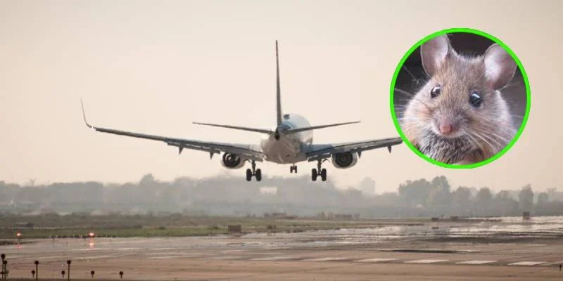 ¡Vuelo con sorpresa! Avión aterriza de emergencia por haber encontrado un ratón