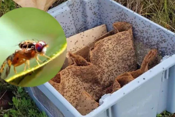 Ministerio de Agricultura notifica erradicación de mosca del Mediterráneo  