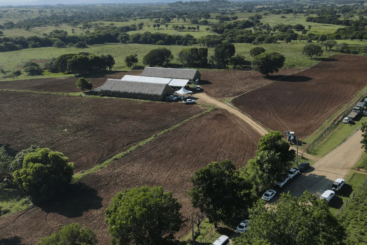 Inicia Zafra Tabacalera 2024-2025