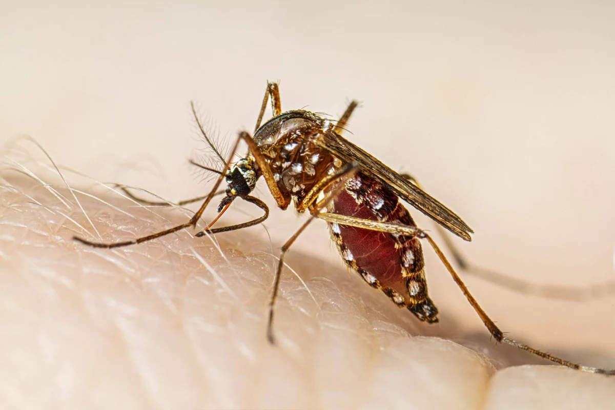 Seis muertos y más de tres mil casos asociados al dengue en lo que va del año en Puerto Rico