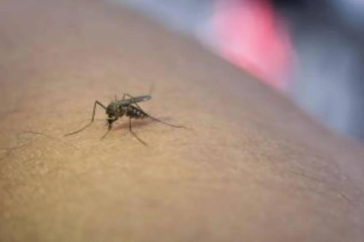 RD inicia el 2025 con 119 casos sospechosos de malaria y un fallecimiento por difteria