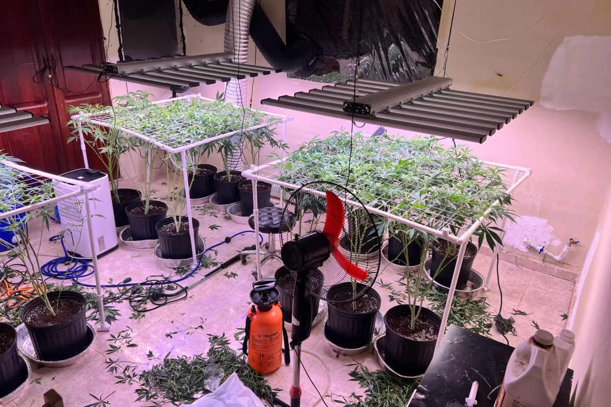 DNCD desmantela invernadero para cultivar marihuana en La Vega; arrestan un hombre