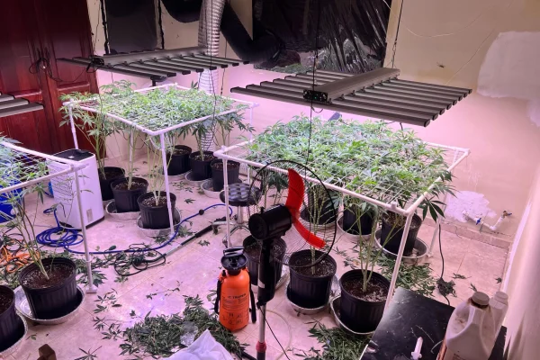 DNCD desmantela invernadero para cultivar marihuana en La Vega; arrestan un hombre