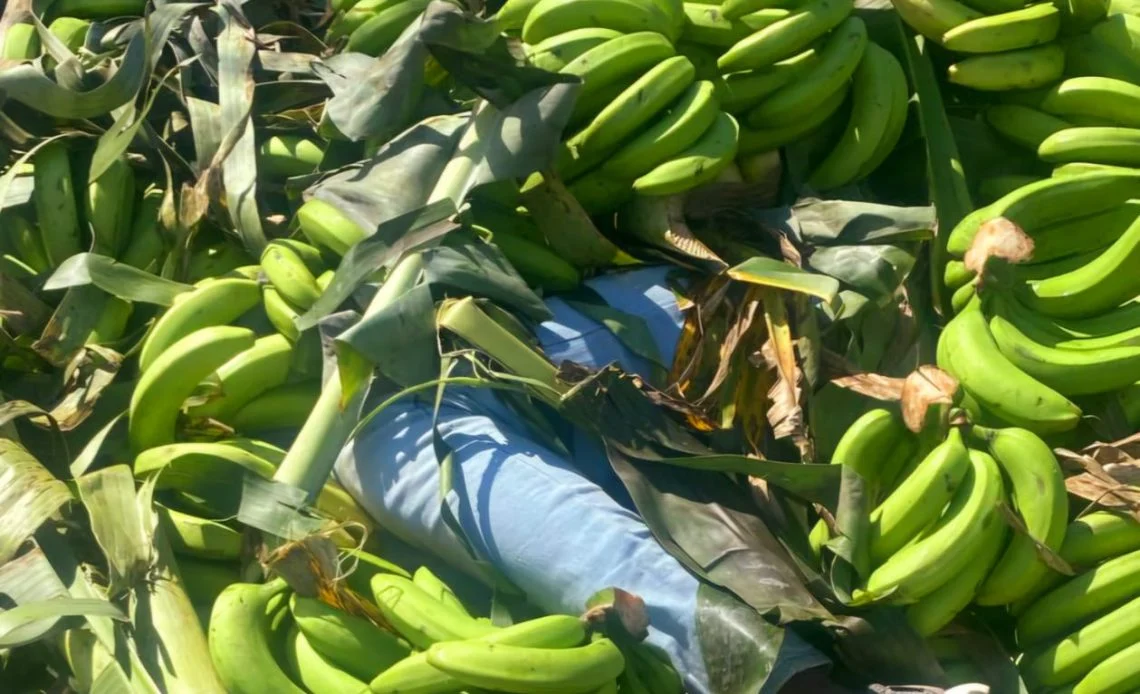 Detienen haitianos indocumentados en un camión cargado de guineos verdes