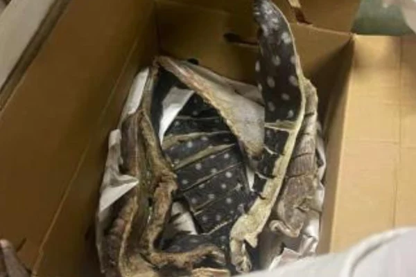 Codopesca decomisa 259 libras de tortuga tinglar en empresa pesquera