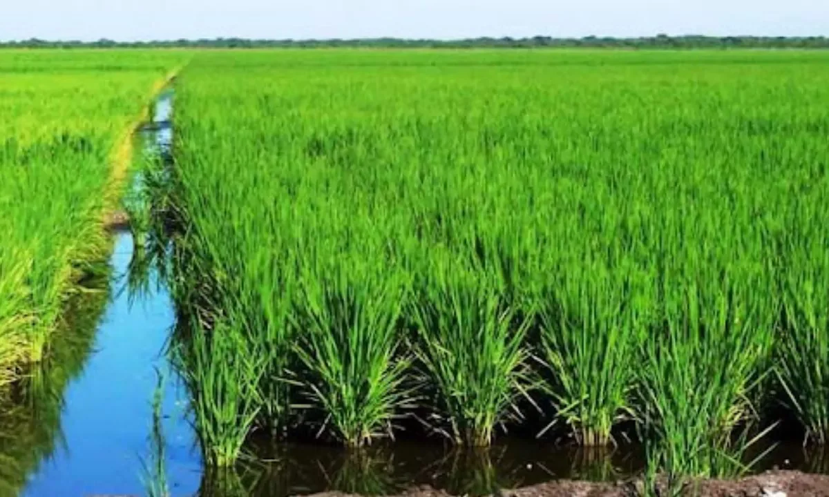 Productores afirman no hay razones para subir el precio del arroz