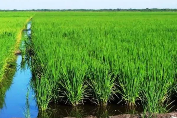 Productores afirman no hay razones para subir el precio del arroz