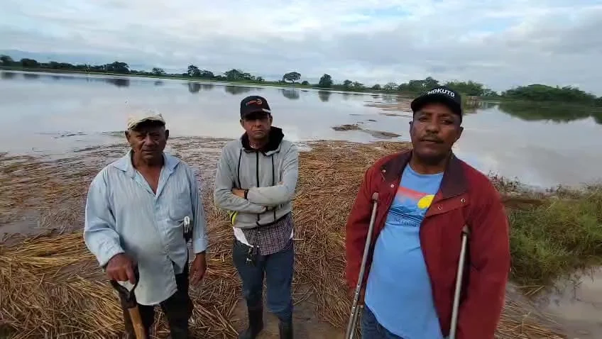 Desbordamiento del río Masacre afecta producción de arroz en la parte baja de Dajabón