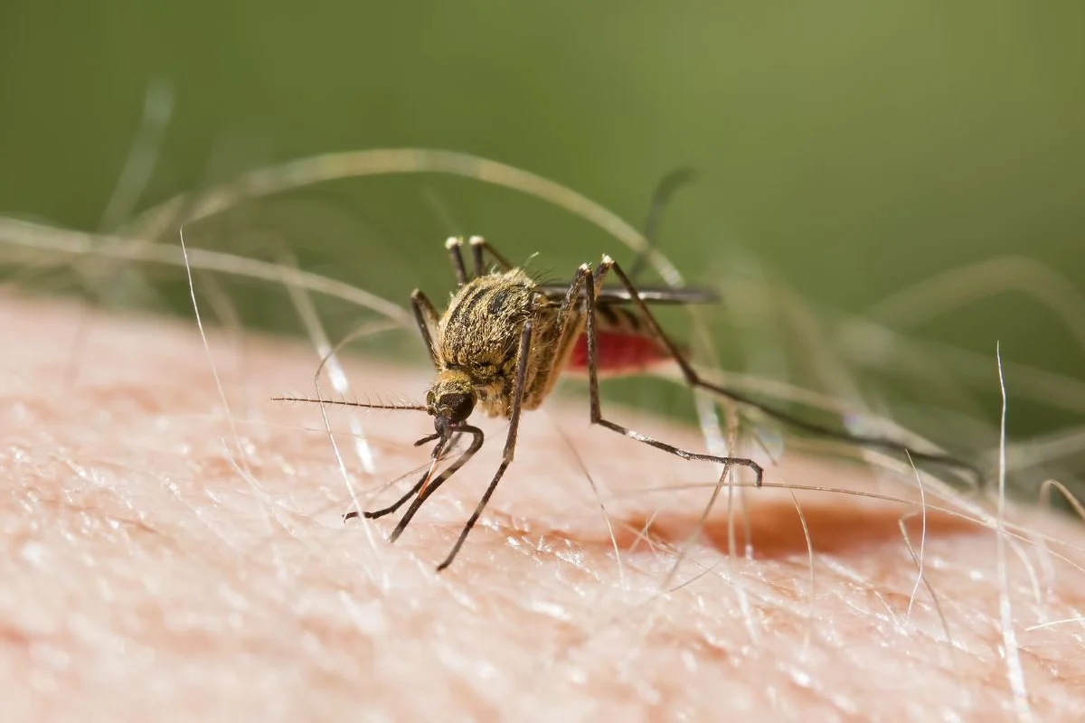 Salud Pública reporta 629 casos de malaria confirmados en lo que va de año