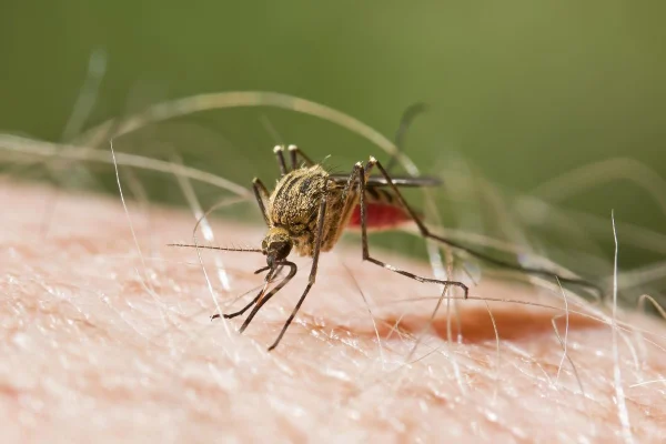 Salud Pública reporta 629 casos de malaria confirmados en lo que va de año