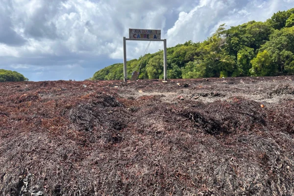 Sargazo invade Playa Diamante; así luce esta joya del nordeste