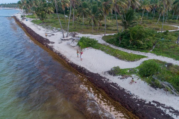 Presencia masiva de sargazo transforma el paisaje en playas dominicanas