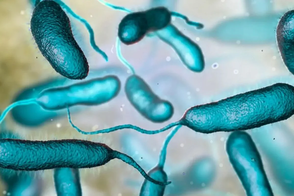 ¿Bacteria carnívora en RD?