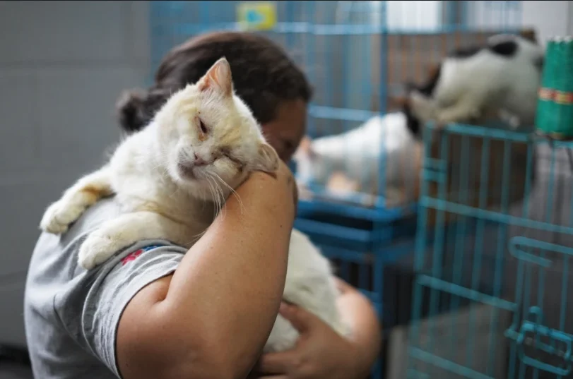 Bukele impulsa plan nacional para rescatar perros y gatos callejeros en El Salvador