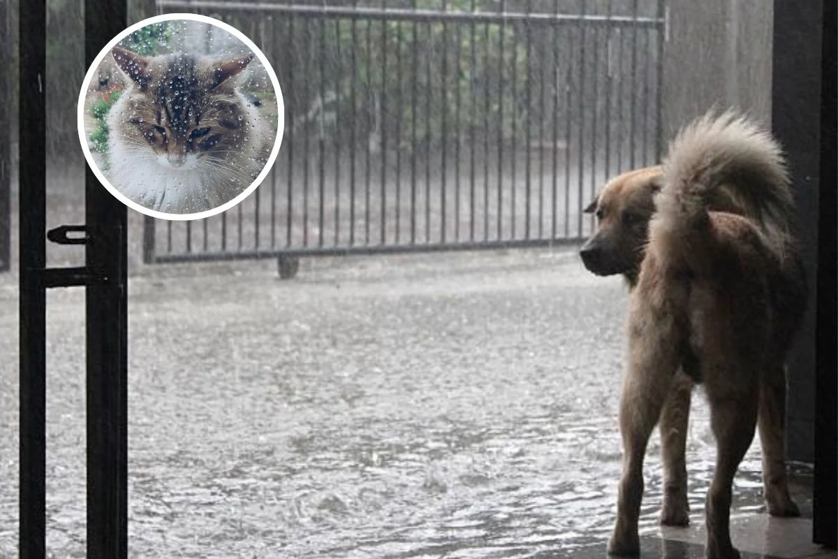Recomendaciones para cuidar a tus mascotas durante las lluvias