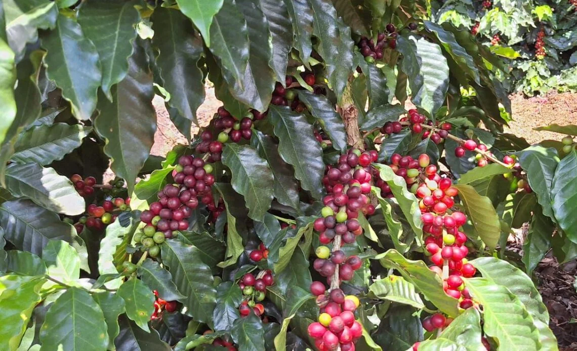 Unos RD$6,000 millones en riesgo por pérdida de cosecha de café