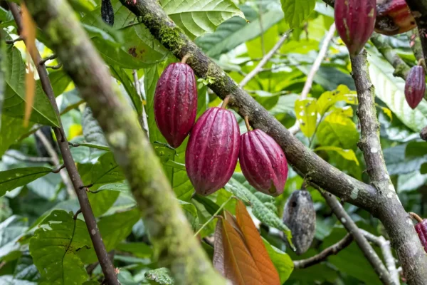 Víctimas de estafa en venta de cacao piden intervención del presidente Abinader